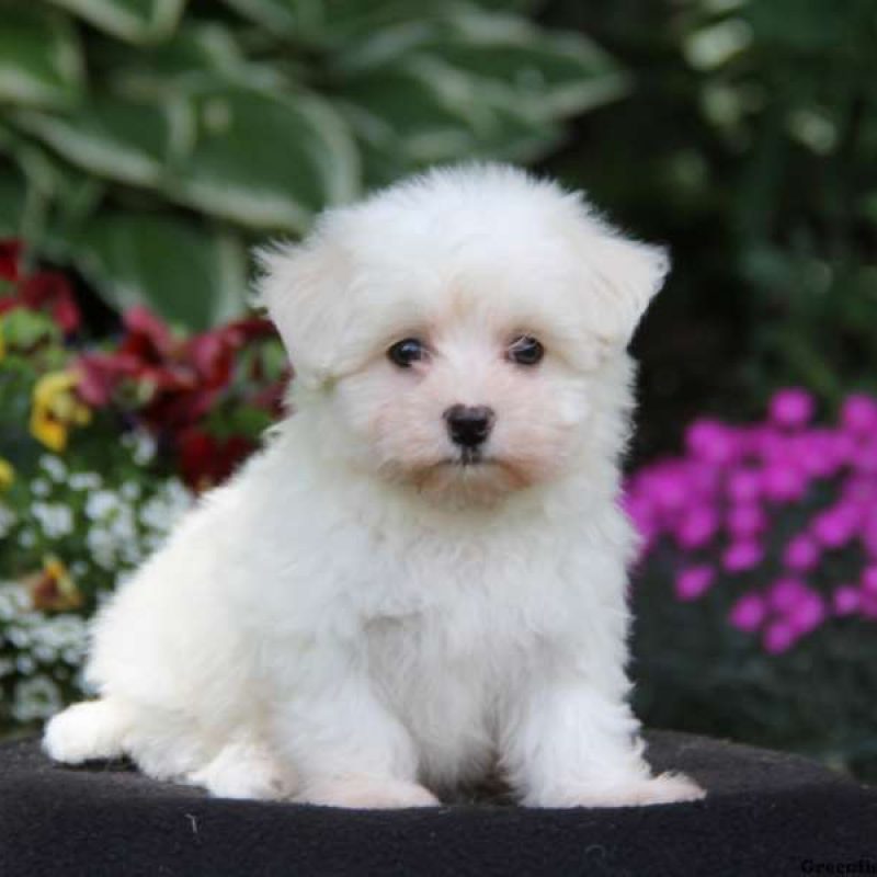 Maltichon Puppies For Sale | Greenfield Puppies