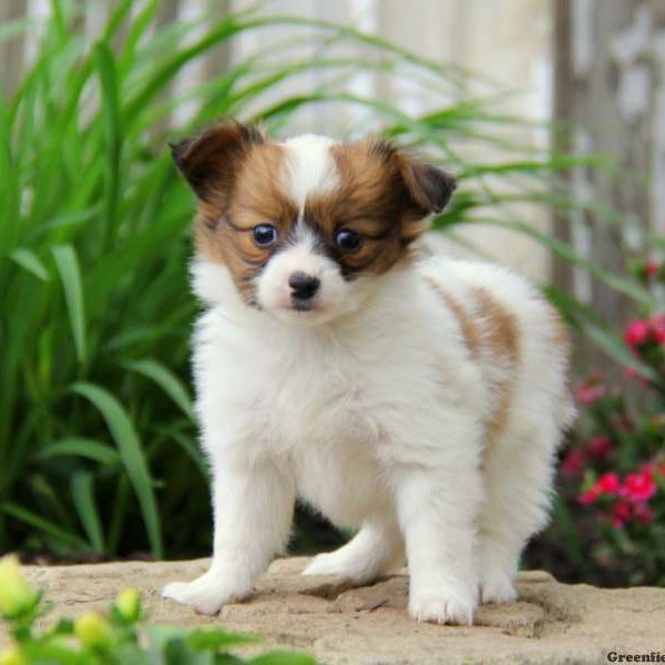 Papillon Puppy