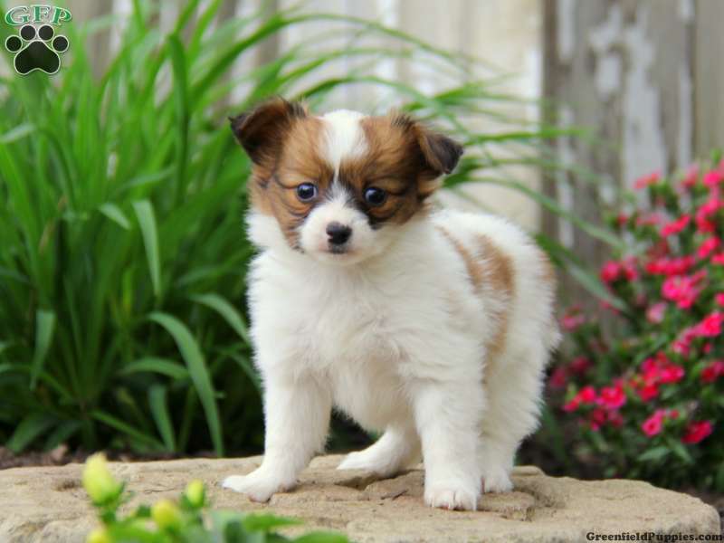 Papillon Mix Puppies For Sale | Greenfield