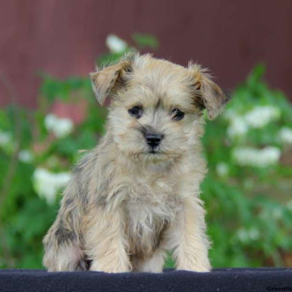 Information on Mini Schnauzer Puppies for Sale in Rogers, Arkansas