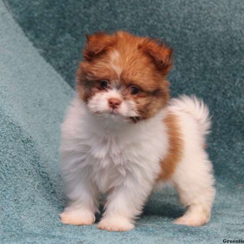 ShihPom Puppies For Sale Greenfield Puppies