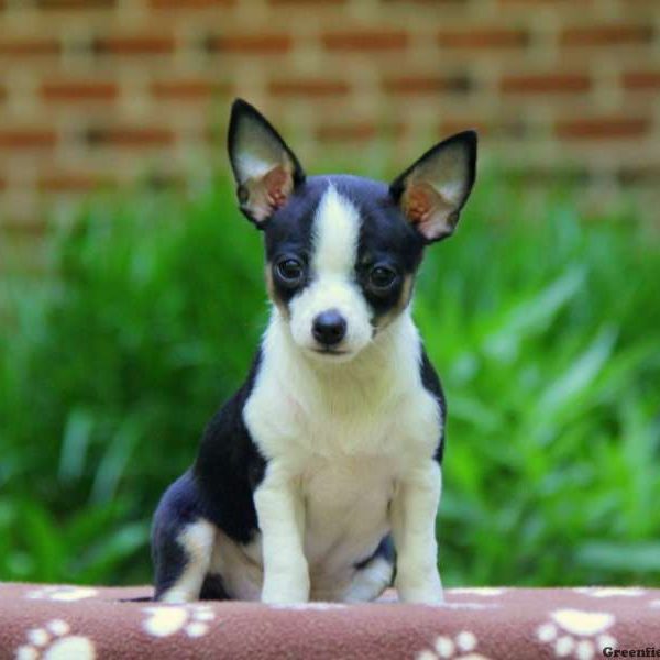 Hope, Chi-Poo Puppy