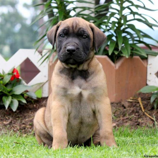 Presa Canario Puppy