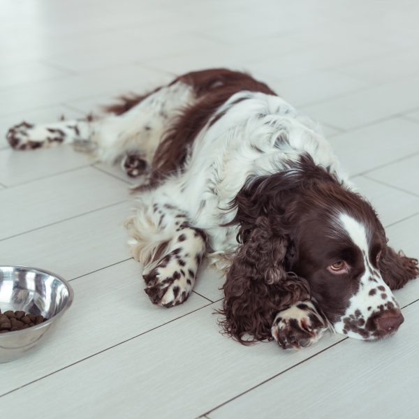 english springer spaniel lying next to food bowl not interested in eating