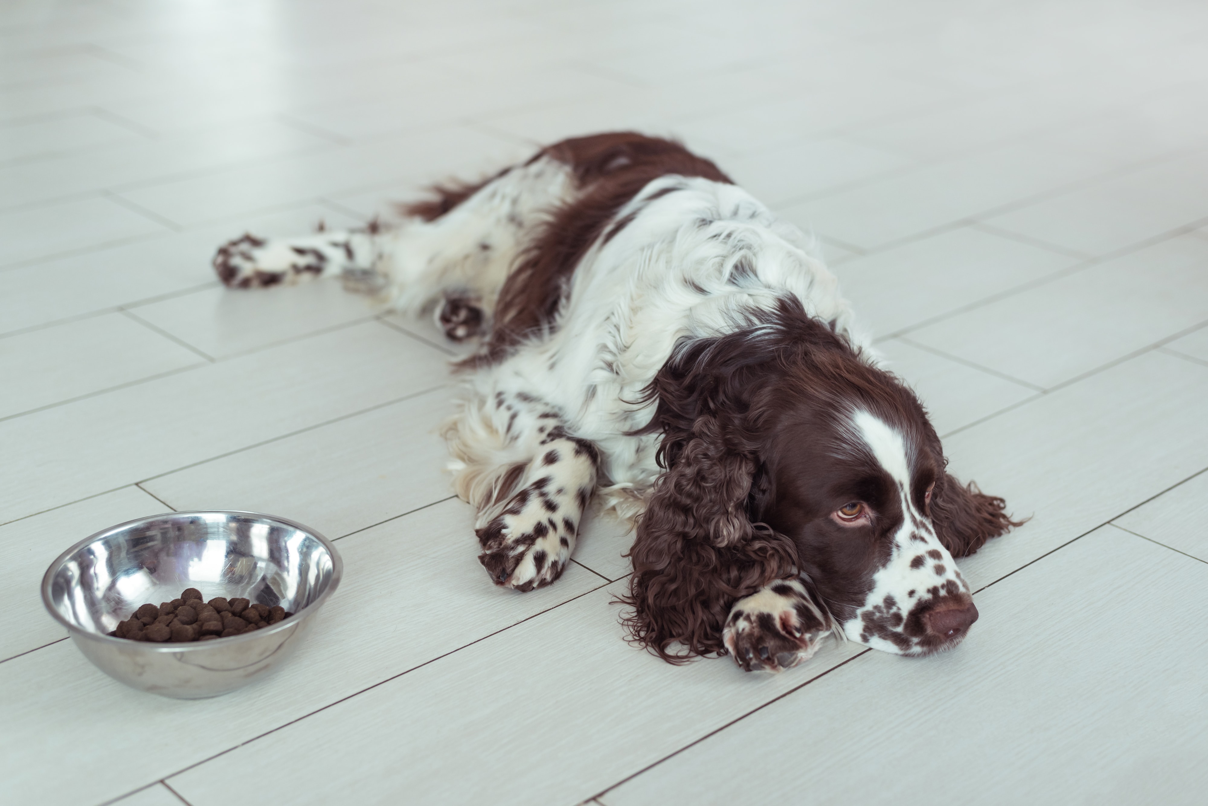 Why Won't My Dog Eat? Appetite Loss in Dogs