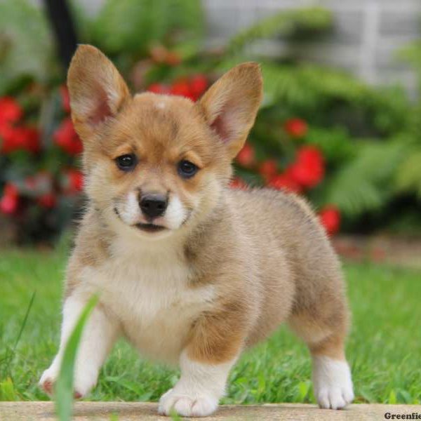 Pembroke Welsh Corgi Mix Puppy