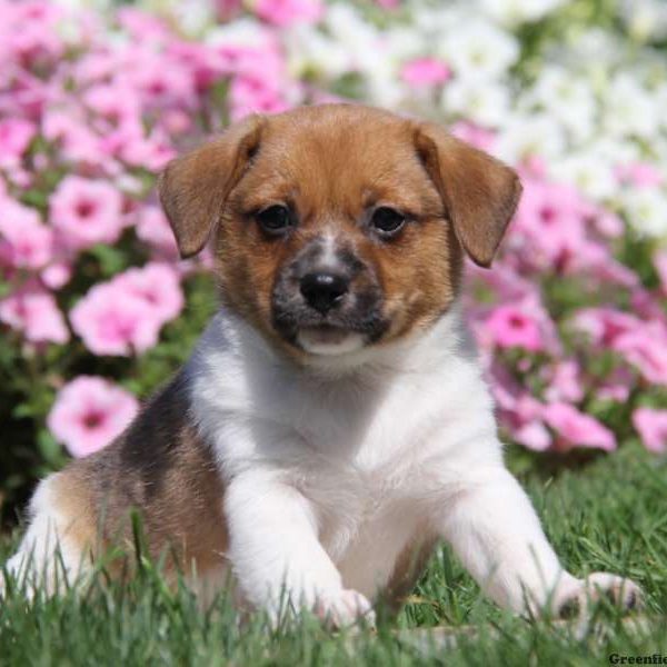 Flossy, Jack-A-Ranian Puppy