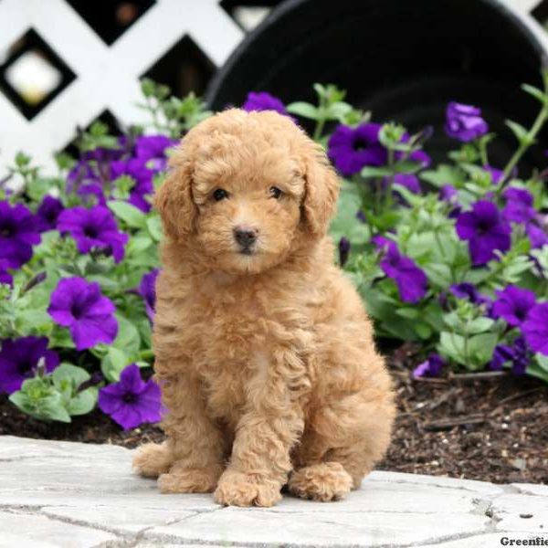 Toy Poodle Puppy