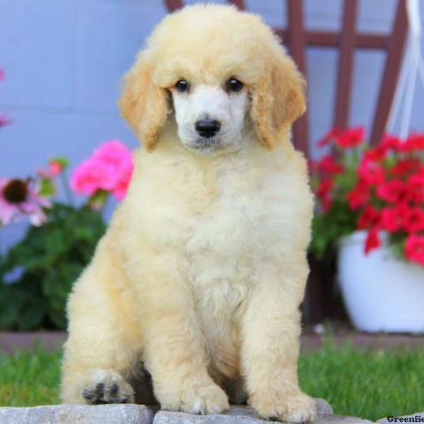 Standard Poodle Puppy