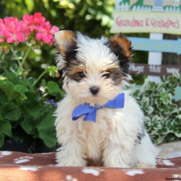 Biewer Terrier Puppy