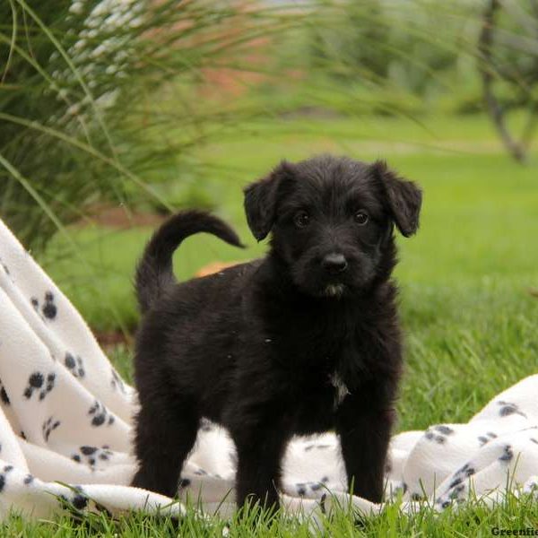 Shepadoodle Puppy