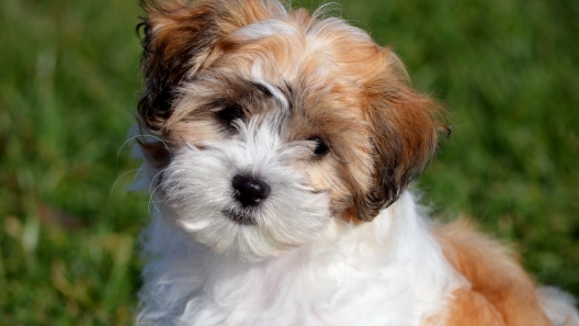 7 Facts About Teddy Bear Dogs