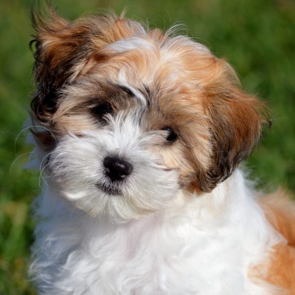 shichon teddy bear puppy