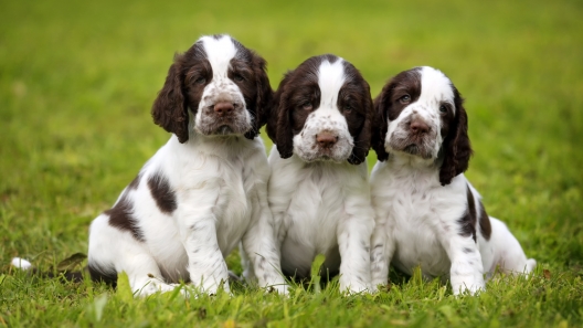 The Origins of the Spaniel: Just What is a Spaniel?