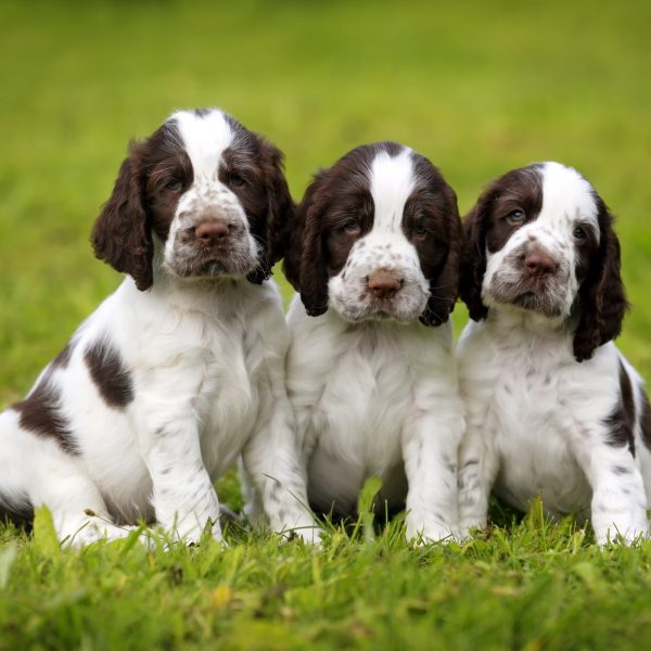 three spaniel puppies sitting in the grass
