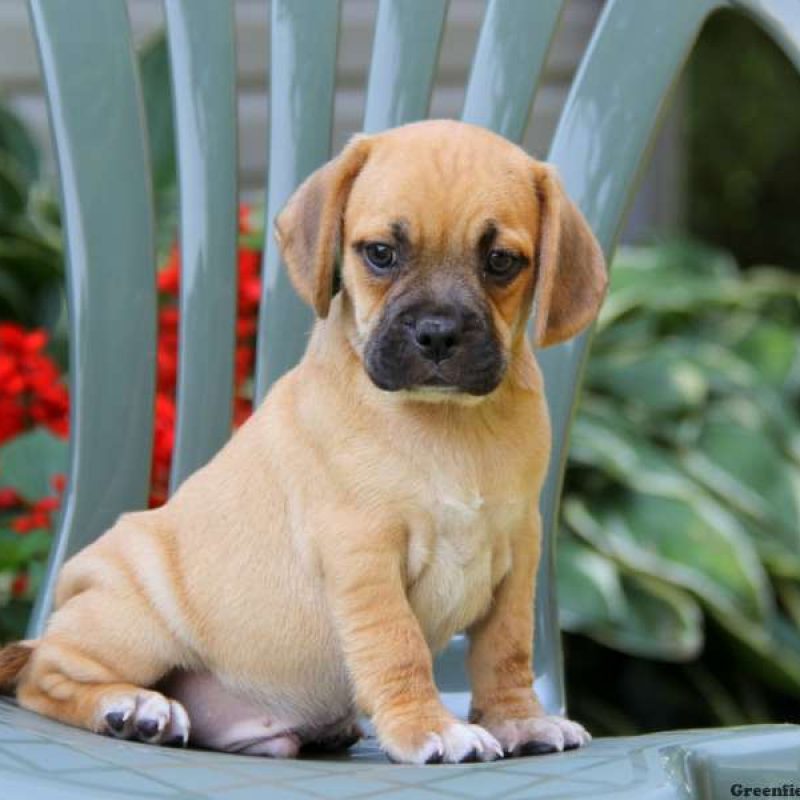 Puggle Puppies For Sale | Greenfield Puppies