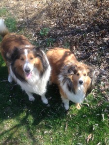 Border Collies for sale