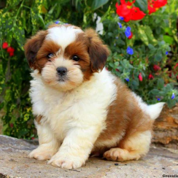 Lhasa Apso Puppy