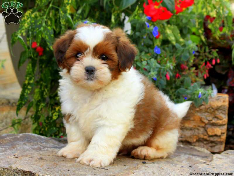was Krankzinnigheid Patois Lhasa Apso Puppies For Sale | Greenfield Puppies