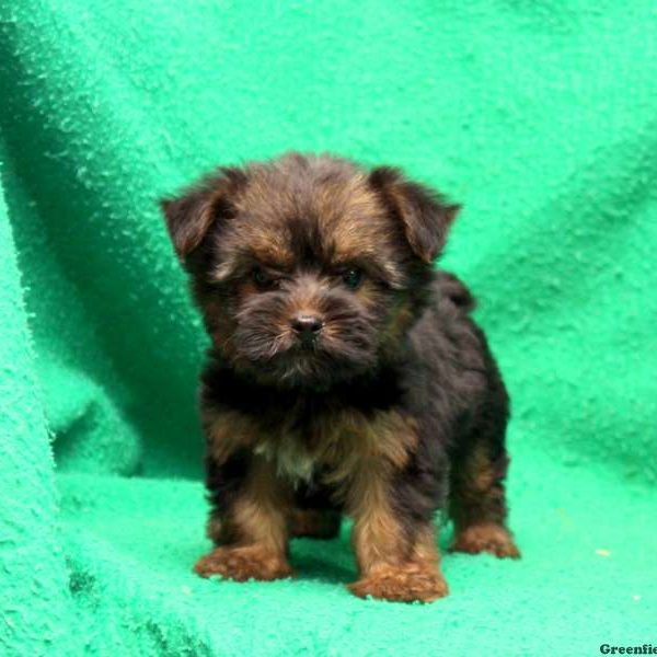 Silky Terrier Puppy