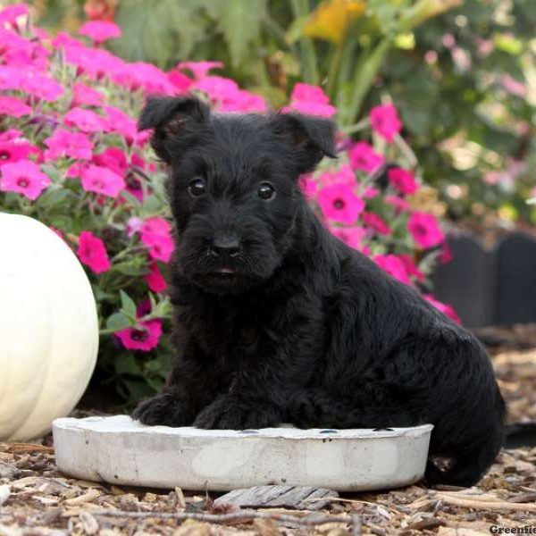 Scottish Terrier Puppy