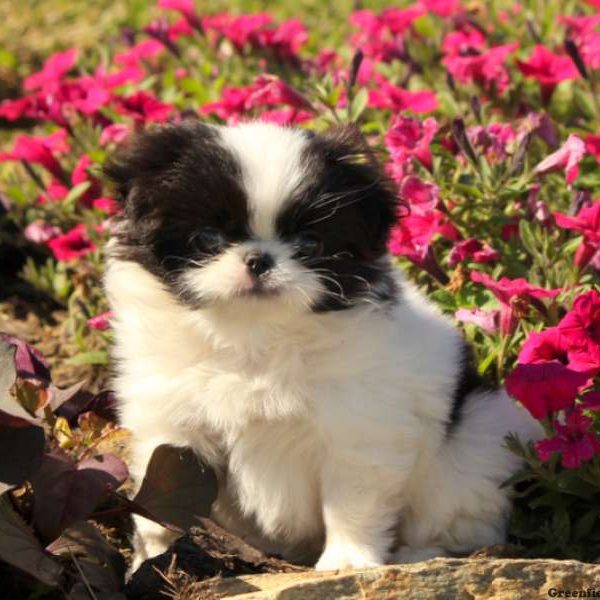 Marcus, Japanese Chin Puppy
