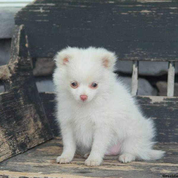 Max, Pomchi Puppy