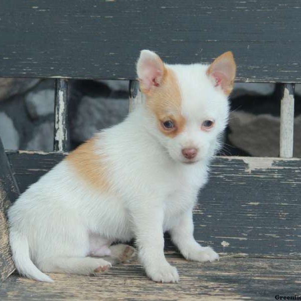 Mikey, Pomchi Puppy
