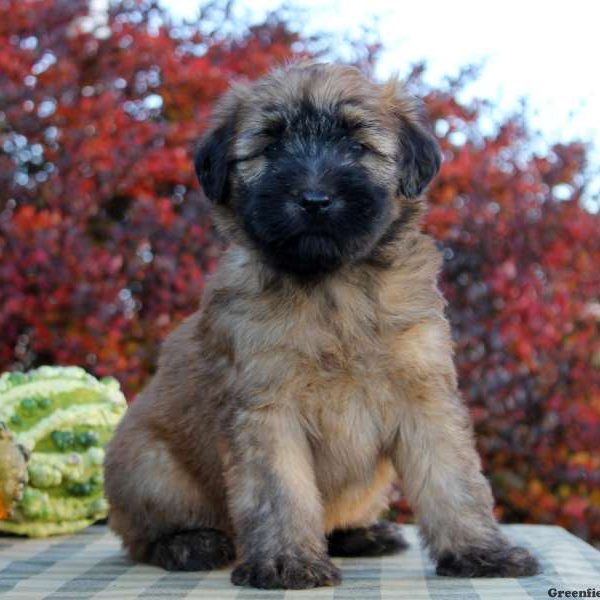 Soft Coated Wheaten Terrier Puppy