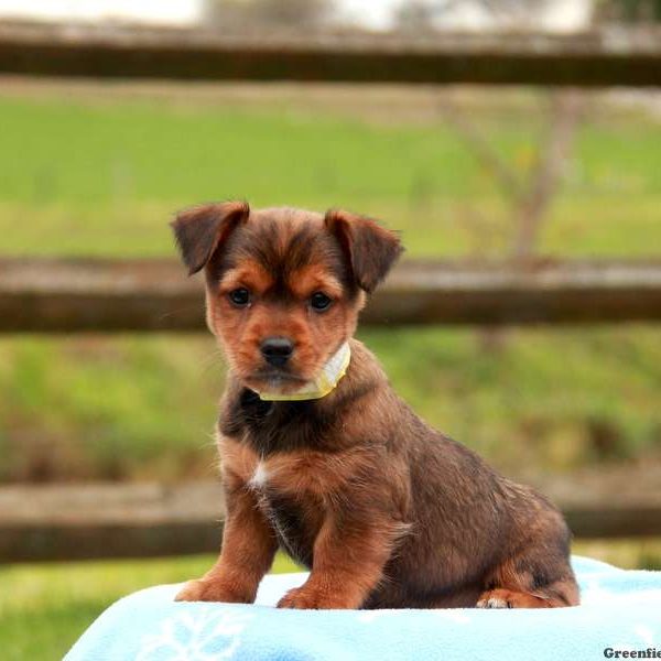 Curbey, Yorkie Russell Puppy