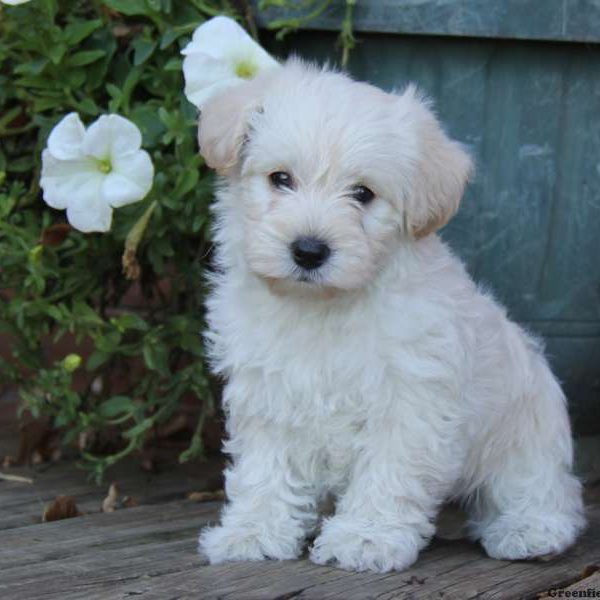 Westiepoo Puppy