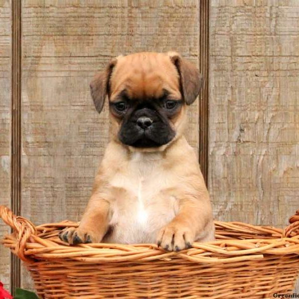 Pug Mix Puppies For | Greenfield