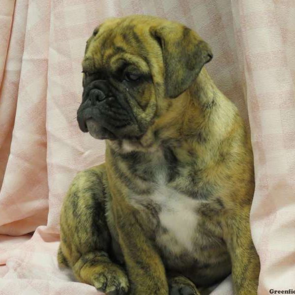 Lollipop, Miniature Bulldog Puppy