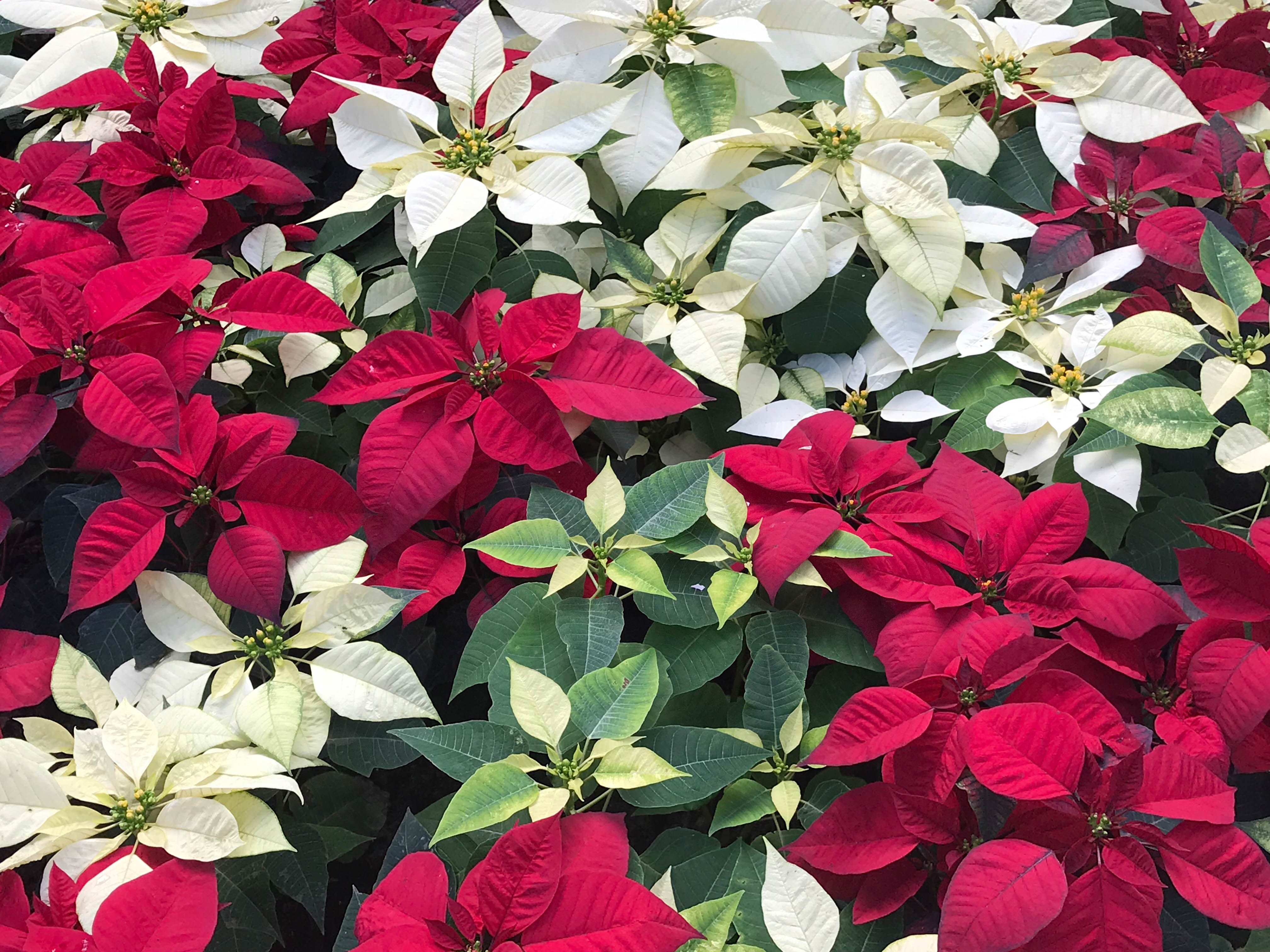 Why Poinsettias are a Holiday Dog Hazard | Greenfield Puppies