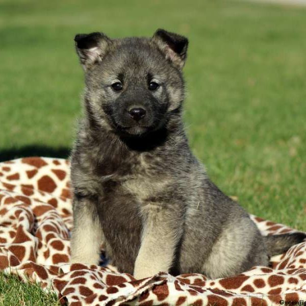 Norwegian Elkhound Puppy