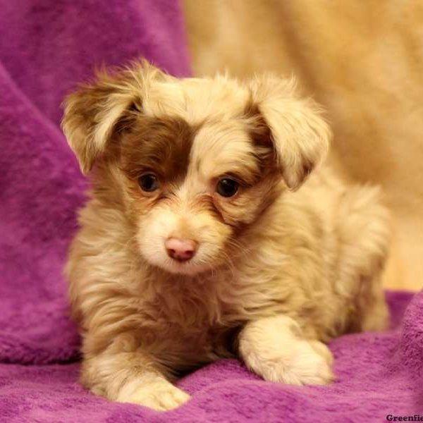 Ruby, Toy Australian Shepherd Puppy