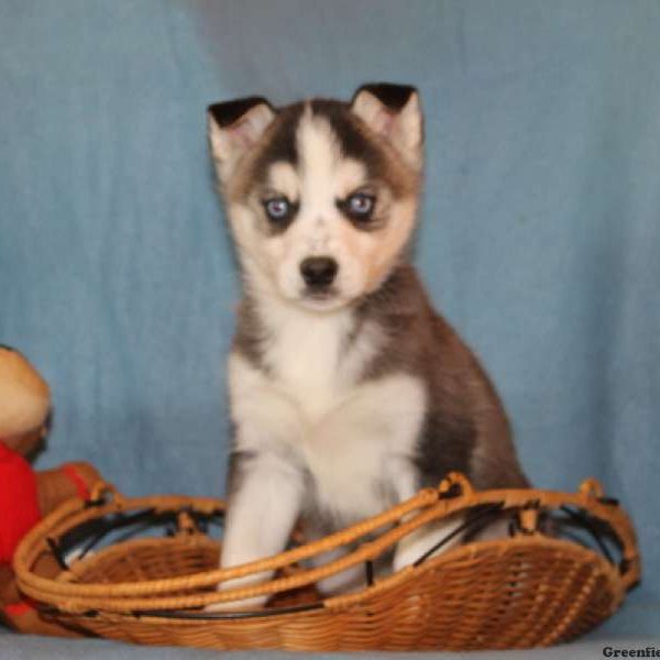 Sarah, Huskimo Puppy