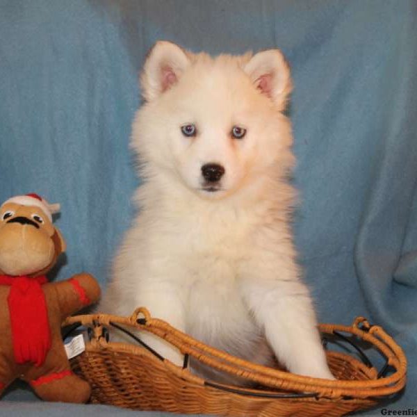 Shiloh, Huskimo Puppy