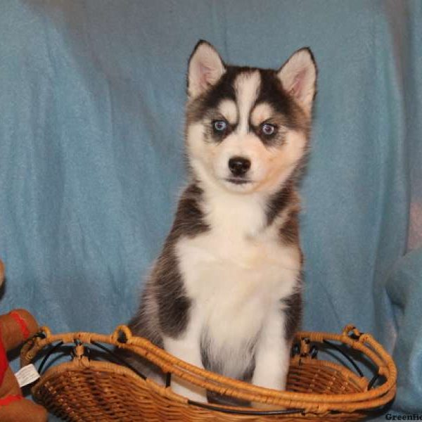 Sweetie, Huskimo Puppy