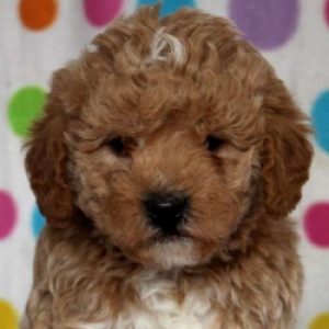 Aquilla & Ruthanne King, View PuppiesMiniature Goldendoodle-Miniature Poodle Breeder