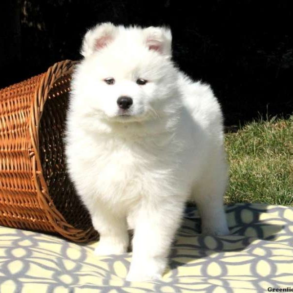 Samoyed Puppy