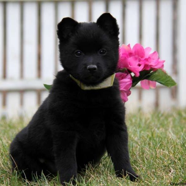 Schipperke Puppy