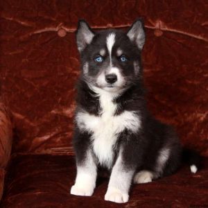 Siberian Samoyed