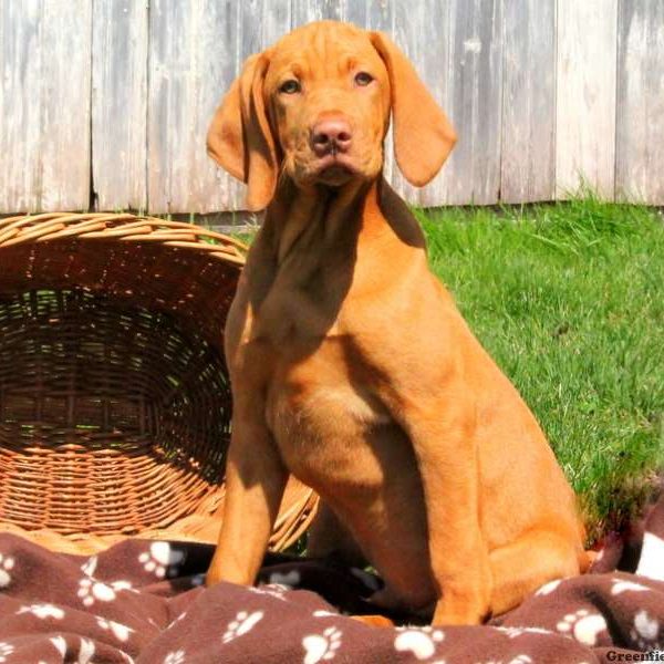 Vizsla Puppy