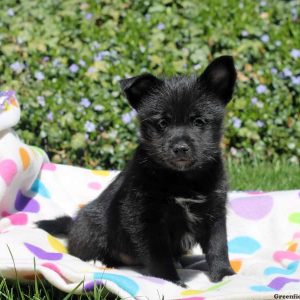 Schipperke Mix