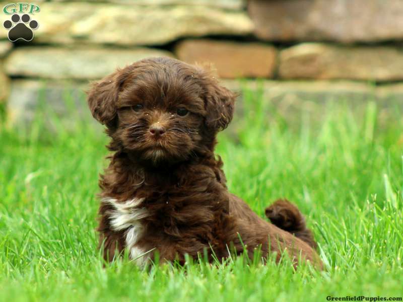 Shih-Poo Puppies For Sale