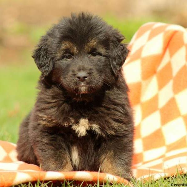 Tibetan Mastiff Puppy