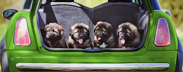 Shipping with Greenfield Puppies