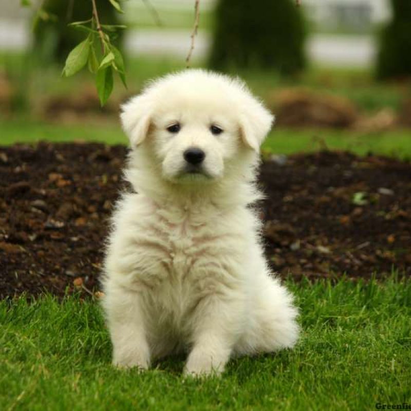Maremma Sheepdog Mix Puppies For Sale Greenfield Puppies