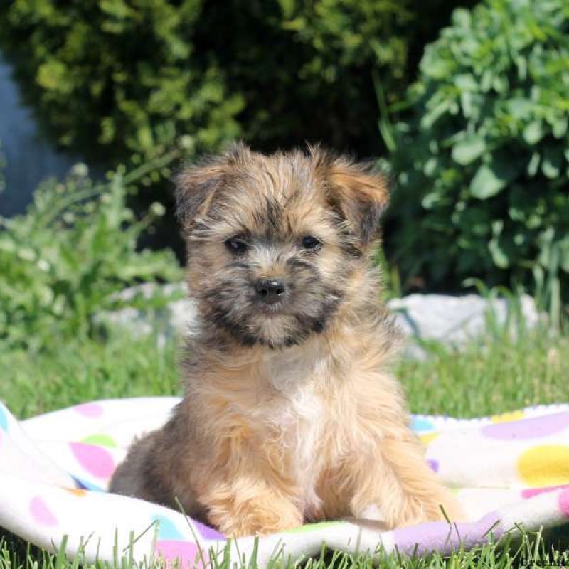 Lhasa Apso Mix Puppies For Sale | Greenfield Puppies